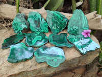 Polished Flower Banded Malachite Slices x 12 From Congo