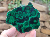 Polished Flower Banded Malachite Slices x 12 From Congo