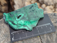 Polished Flower Banded Malachite Slices x 12 From Congo
