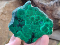 Polished Flower Banded Malachite Slices x 12 From Congo