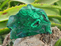 Polished Flower Banded Malachite Slices x 12 From Congo