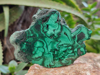 Polished Flower Banded Malachite Slices x 12 From Congo