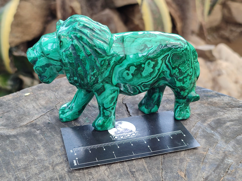 Polished Flower Banded Malachite Lions x 2 From Congo - Toprock Gemstones and Minerals 