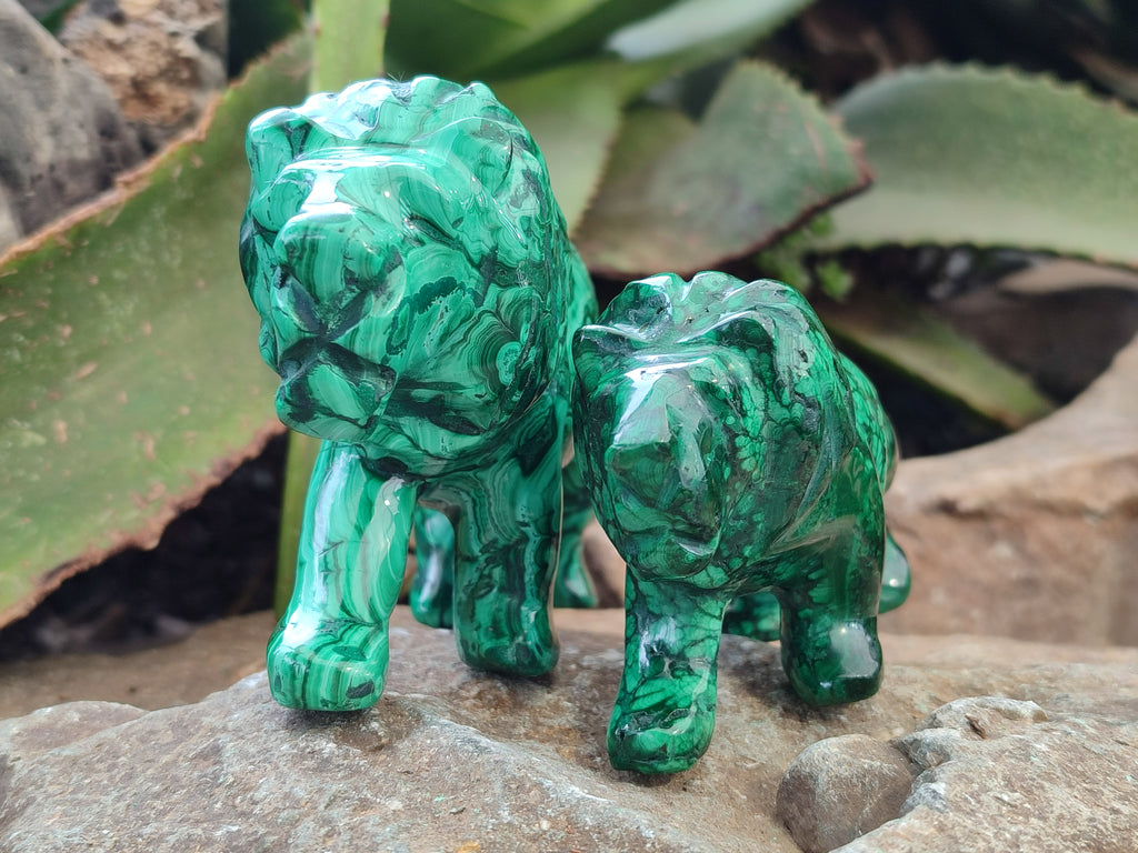 Polished Flower Banded Malachite Lions x 2 From Congo - Toprock Gemstones and Minerals 