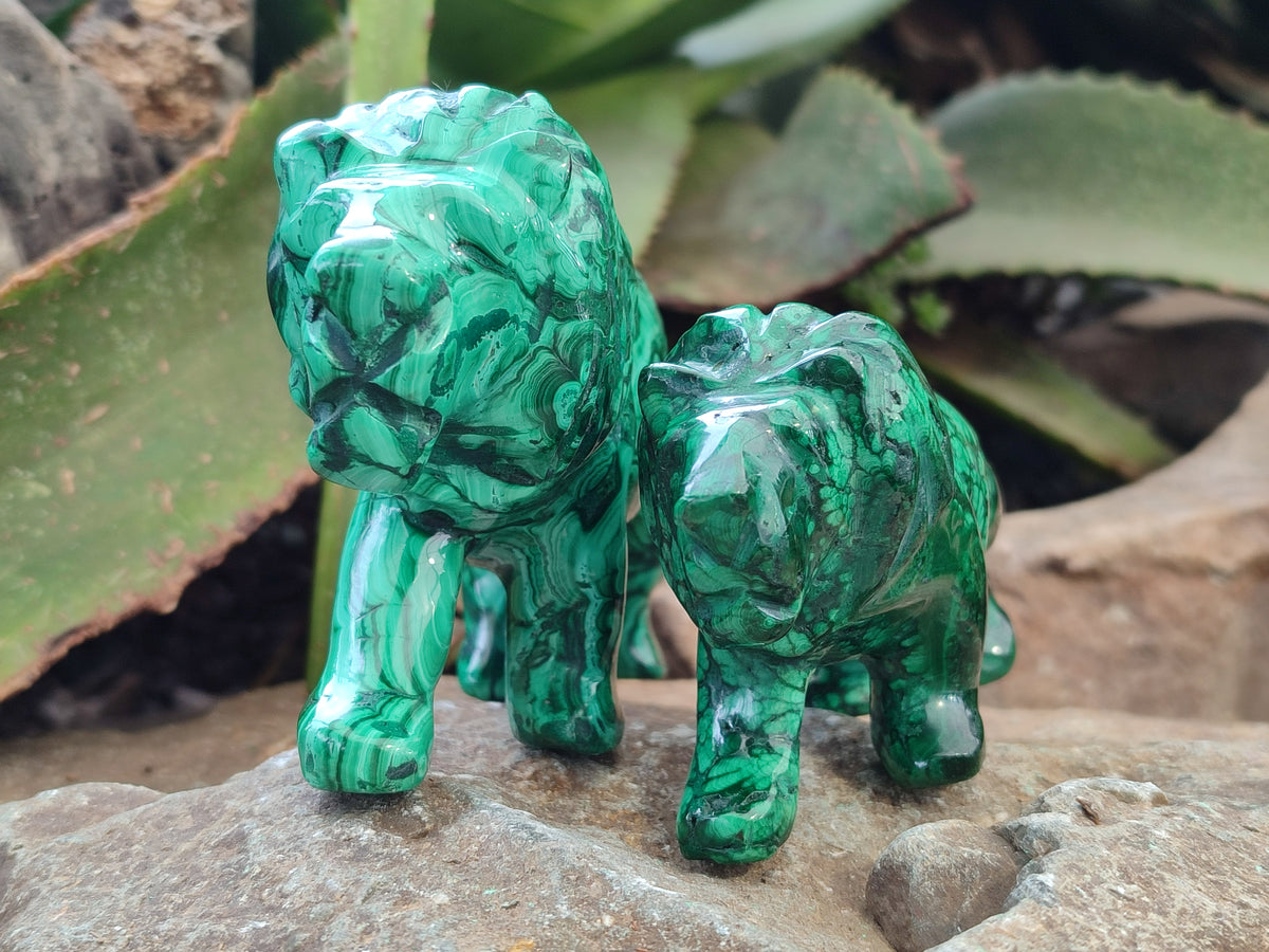 Polished Flower Banded Malachite Lions x 2 From Congo - Toprock Gemstones and Minerals 