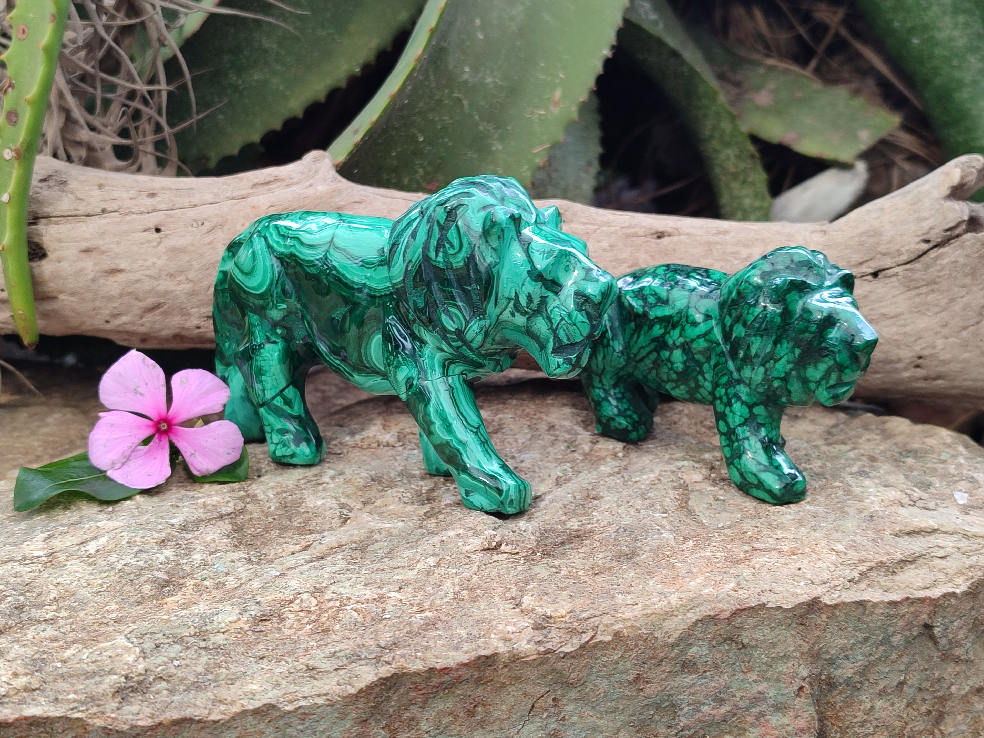 Polished Flower Banded Malachite Lions x 2 From Congo - Toprock Gemstones and Minerals 