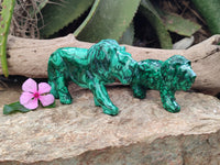 Polished Flower Banded Malachite Lions x 2 From Congo