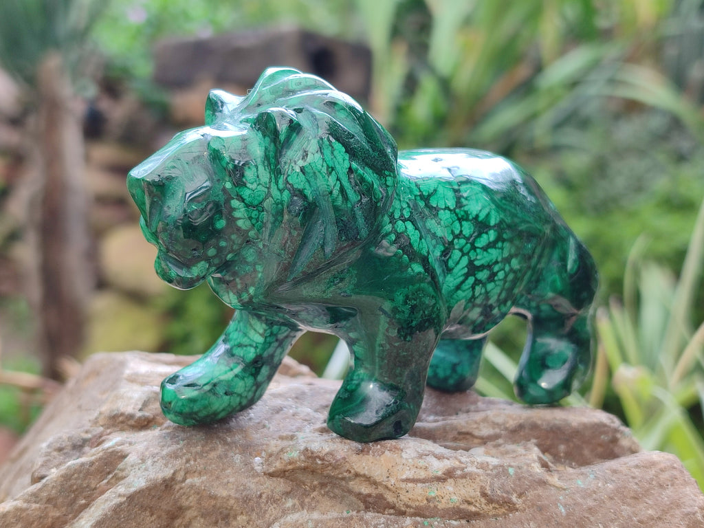 Polished Flower Banded Malachite Lions x 2 From Congo - Toprock Gemstones and Minerals 