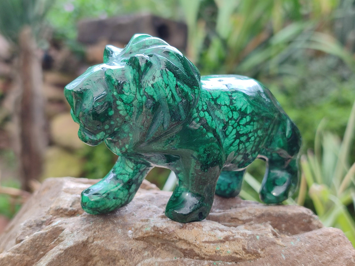 Polished Flower Banded Malachite Lions x 2 From Congo - Toprock Gemstones and Minerals 
