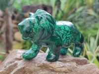 Polished Flower Banded Malachite Lions x 2 From Congo