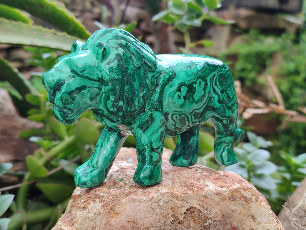 Polished Flower Banded Malachite Lions x 2 From Congo - Toprock Gemstones and Minerals 