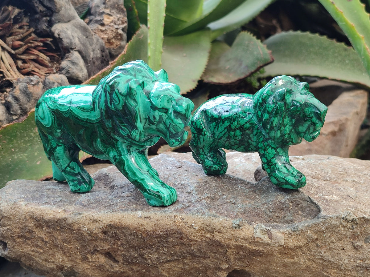 Polished Flower Banded Malachite Lions x 2 From Congo - Toprock Gemstones and Minerals 