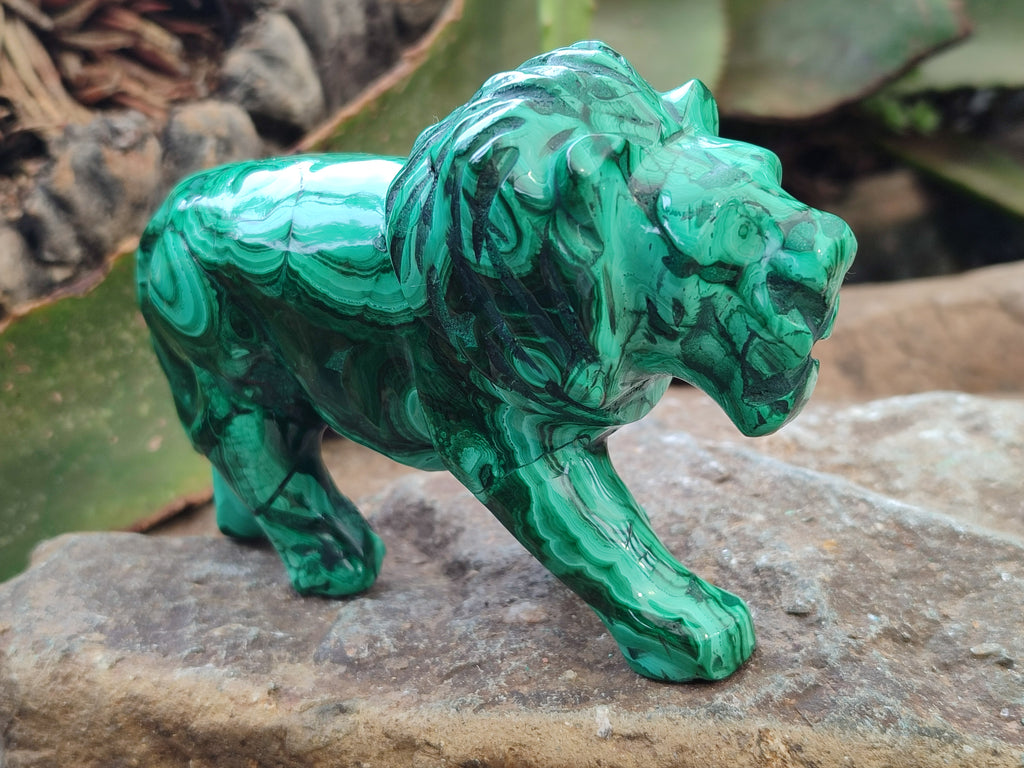 Polished Flower Banded Malachite Lions x 2 From Congo - Toprock Gemstones and Minerals 