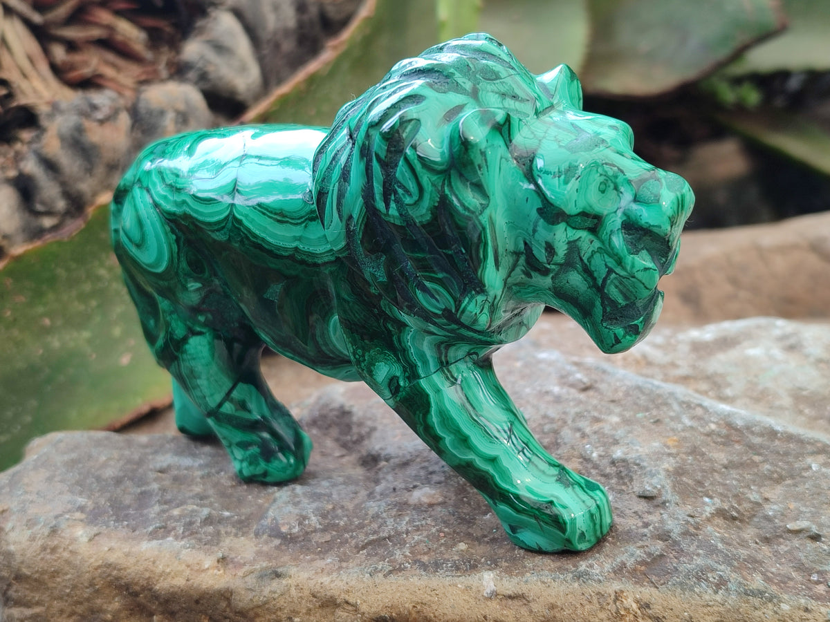 Polished Flower Banded Malachite Lions x 2 From Congo - Toprock Gemstones and Minerals 