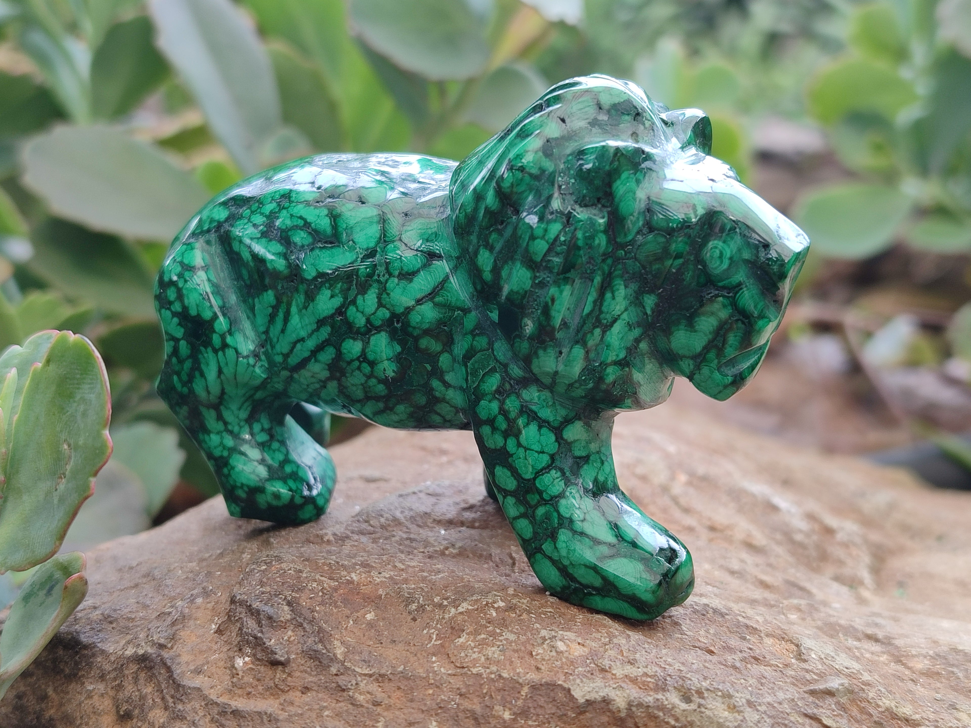 Polished Flower Banded Malachite Lions x 2 From Congo - Toprock Gemstones and Minerals 