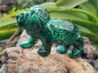 Polished Flower Banded Malachite Lions x 2 From Congo