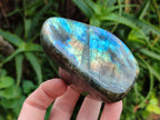 Polished Labradorite Standing Free Forms x 4 From Tulear, Madagascar - Toprock Gemstones and Minerals 