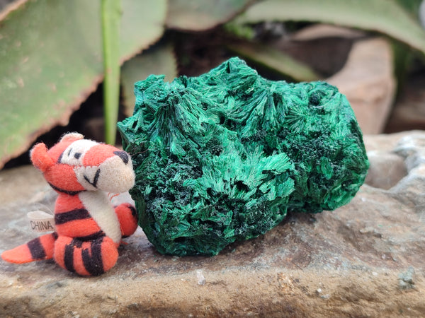 Natural Silky Malachite Specimens x 6 From Kasompe, Congo - Toprock Gemstones and Minerals 