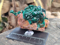 Natural Dioptase Cabinet Specimen x 1 From Likasi, Congo