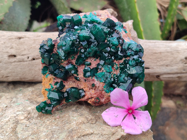 Natural Dioptase Cabinet Specimen x 1 From Likasi, Congo