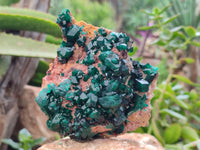 Natural Dioptase Cabinet Specimen x 1 From Likasi, Congo