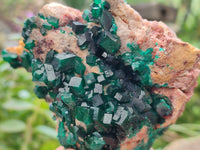 Natural Dioptase Cabinet Specimen x 1 From Likasi, Congo