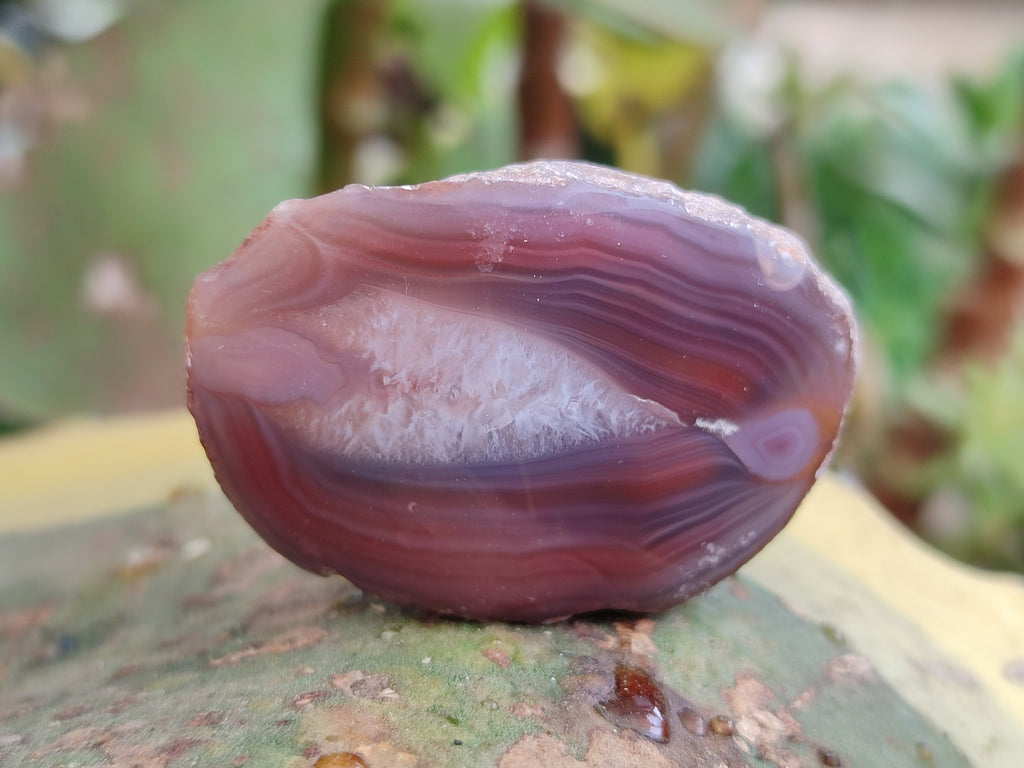 Polished On One Side Red Sashe River Agate Nodules x 20 From Zimbabwe - Toprock Gemstones and Minerals 
