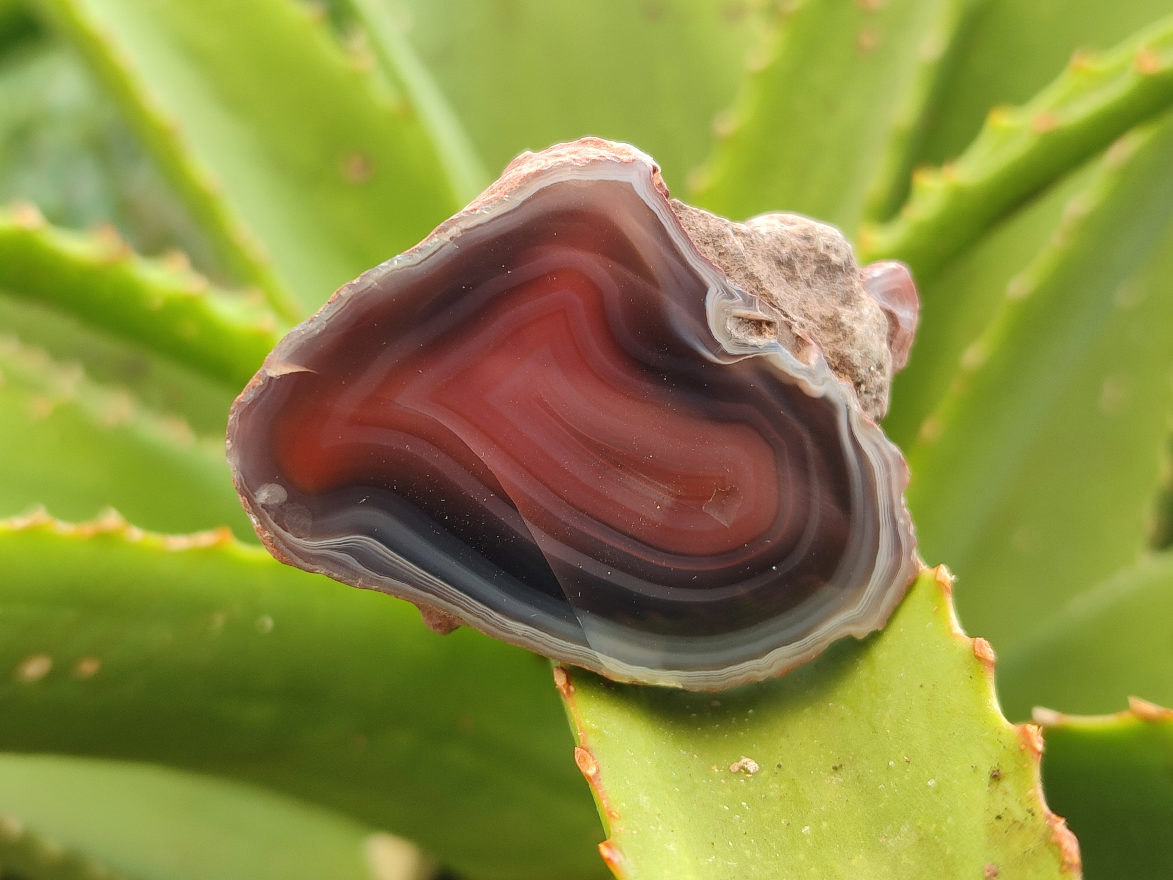 Polished On One Side Red Sashe River Agate Nodules x 20 From Zimbabwe - Toprock Gemstones and Minerals 