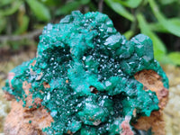 Natural Dioptase On Dolomite Specimens x 1 From Likasi, Congo