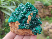Natural Dioptase On Dolomite Specimens x 1 From Likasi, Congo
