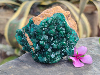 Natural Dioptase On Dolomite Specimens x 1 From Likasi, Congo