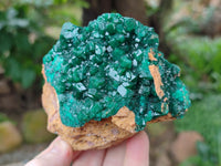Natural Dioptase On Dolomite Specimens x 1 From Likasi, Congo