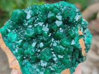 Natural Dioptase On Dolomite Specimens x 1 From Likasi, Congo