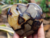 Polished Septerye Hearts x 6 From Mahajanga, Madagascar