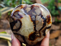 Polished Septerye Hearts x 6 From Mahajanga, Madagascar