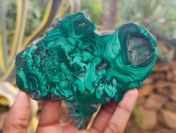 Polished Flower Banded Malachite Slices x 7 From Congo