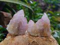 Natural Amethyst Spirit Quartz Clusters x 12 From Boekenhouthoek, South Africa - Toprock Gemstones and Minerals 