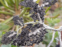 Hand Made Black Tourmaline Tumble Chip Wire Wrap Tree - From KwaZulu, Natal, South Africa