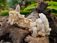 Natural Fairy Spirit Quartz Clusters x 12 From Boekenhouthoek, South Africa - Toprock Gemstones and Minerals 