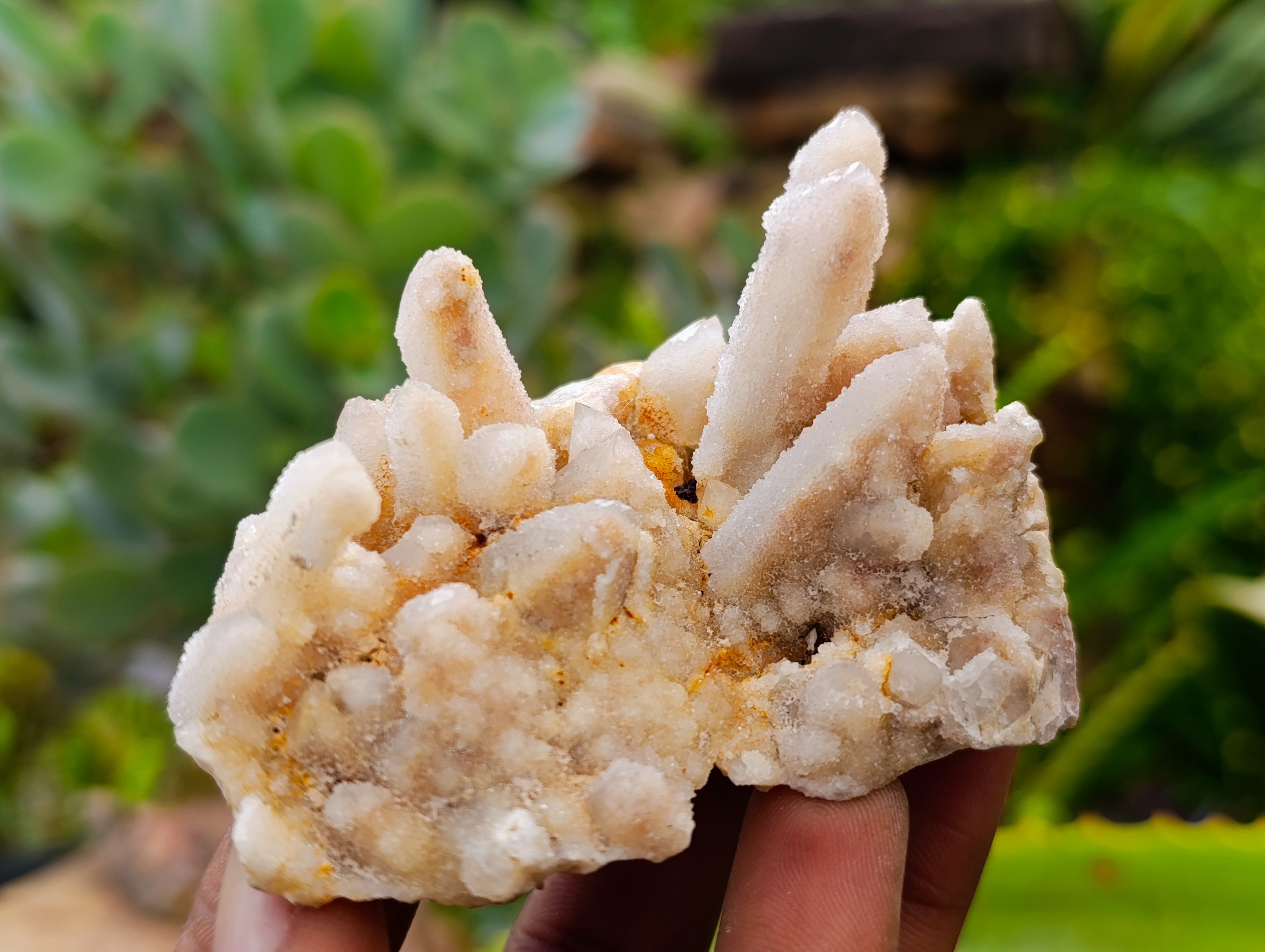 Natural Fairy Spirit Quartz Clusters x 12 From Boekenhouthoek, South Africa - Toprock Gemstones and Minerals 