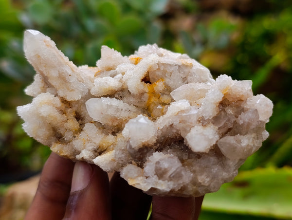 Natural Fairy Spirit Quartz Clusters x 12 From Boekenhouthoek, South Africa - Toprock Gemstones and Minerals 