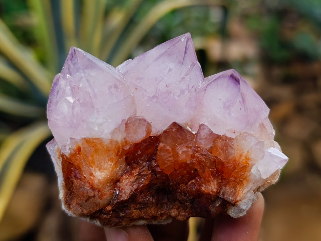 Natural Dark Purple Amethyst Spirit Quartz Clusters x 12 From Boekenhouthoek, South Africa - Toprock Gemstones and Minerals 