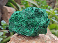 Natural Silky Malachite Specimens x 6 From Kasompe, Congo