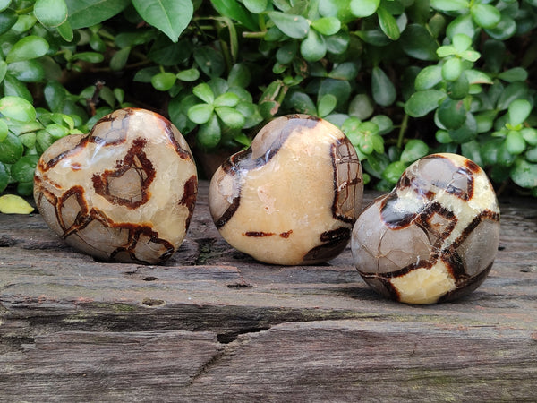 Polished Septerye Hearts x 6 From Mahajanga, Madagascar