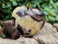 Polished Fossilized Septerye Hearts x 6 From Mahajanga, Madagascar