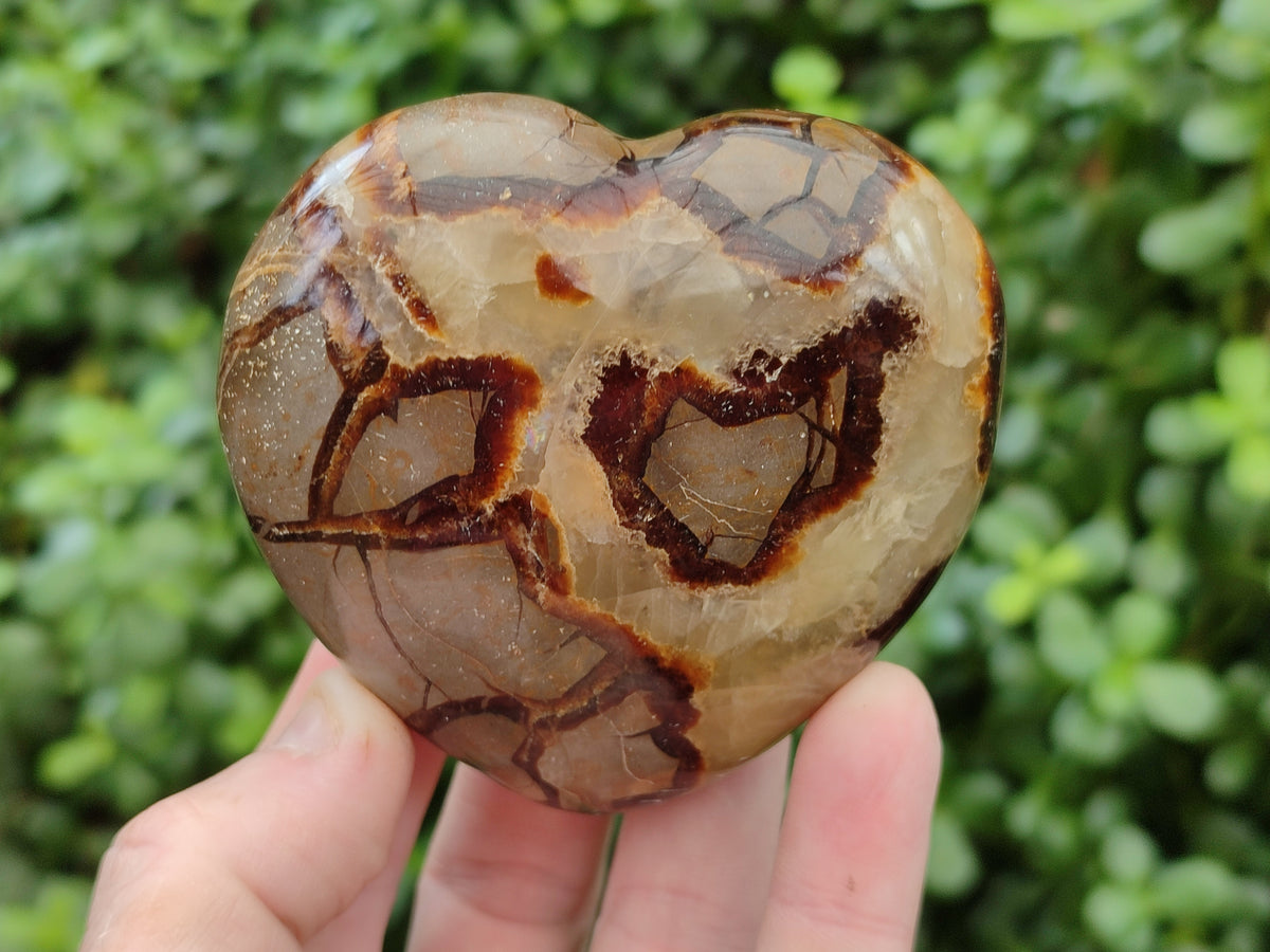 Polished Septerye Hearts x 6 From Mahajanga, Madagascar - Toprock Gemstones and Minerals 