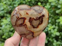 Polished Fossilized Septerye Hearts x 6 From Mahajanga, Madagascar