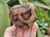 Polished Fossilized Septerye Hearts x 6 From Mahajanga, Madagascar