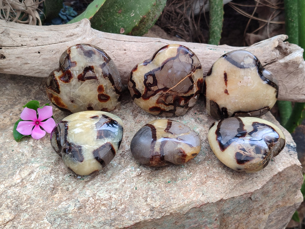 Polished Septerye Hearts x 6 From Mahajanga, Madagascar - Toprock Gemstones and Minerals 