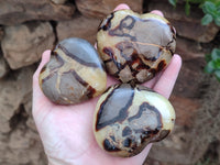 Polished Fossilized Septerye Hearts x 6 From Mahajanga, Madagascar